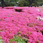 皇居東御苑の二の丸庭園では躑躅が咲き満ちていました。　　　　　　　　・犇めきて咲ける躑躅の明るさよ（和良）