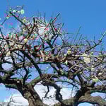 徳島市の万福寺では境内の白梅が綺麗な花をつけていました。　　　　　　・梅咲いて寺苑明るくなりにけり（和良）