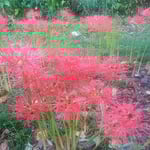 石井町の農業大学跡地には曼殊沙華が咲き満ちていました。　　　　　　　・咲きっぷり噴火せしごと曼殊沙華（和良）