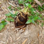 筍を見つけると自然に掘り出してみたくなりました。　　　・掘り出してみたくなるもの筍は（和良）