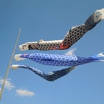 美馬市脇町の広棚で見た鯉幟です。よく泳いでいました。　　　　　　　　　　　　　　　　　　　　　　　　　　　　　　　　・吹く風に命をもらひ鯉幟(和良)