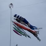 鯉幟は新型感染症一色の世を知らぬげに泳いでいました。　・世の中はコロナ一色五月鯉(和良)