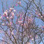 徳島市の文化の森の山頂広場では紅梅が花をつけていました。　　・マスクしてゐても梅の香ほんのりと(和良)