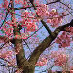 品川の荏原神社の寒緋桜です。紅の濃い桜でした。満開になっていました。  ・神木の寒緋桜の満開に(和良）