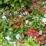 秋雨の後の上野公園の花壇は一つ一つの花が輝いて見えました。　　　　　・秋の雨花壇の色を極めけり（和良）