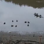 徳島市国府町の常楽寺の水の少なくなった池に残る鴨です。　　　　　　　・干上がらんばかりの池に残る鴨（和良）