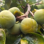 田村農園の田村さんのご自宅の庭先では柿が色づいていました。　　　・庭先の柿も実ってをりにけり(和良)