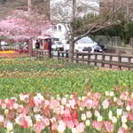 デ・レイケ公園ではチューリップが整列して植えられていました。　　・整列もまた美しきチューリップ(和良)