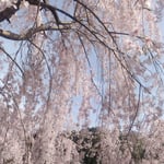 神山町のゆうかの里は一軒の農家の方が手作りしたと聞きました。　・手作りのしだれ桜の咲ける里(和良)