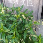 藍商の屋敷の店頭に栽培展示された藍は少しづつ花をつけていました。　・少しづつ咲き店頭の藍の花(和良)