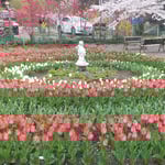 チューリップは同じ色を揃え咲かせることが大変だといっていました。・整列と云ふ美しさチューリップ(和良)
