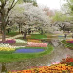 国営昭和記念公園では残花とチューリップが美を競っていました。　　　　・花屑の流るる岸辺チューリップ（和良）