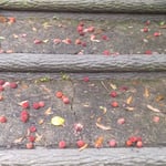 徳島市の文化の森の裏山では楊梅の実がたくさん落ちていました。　　・楊梅を踏みつけぬやう段上る(和良)