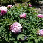 神宮寺の牡丹は咲き始めたばかりで甘い香りがしました。　・咲き初めしぼうたんの香の満てる寺（和良）