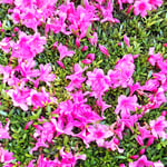 ホテルニューオータニの五月躑躅は遠目にも明るかったです。　　　　　・遠目にも五月躑躅の明るさよ(和良)