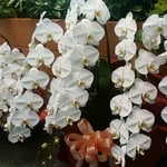 新年早々の華道展に室咲の胡蝶蘭が飾られていました。　　・華道展会場飾る室の蘭（和良）