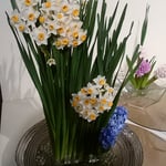 徳島市で開かれた絵画展会場に水仙の生花が飾られていました。　・犇めきて立つ生花の水仙は（和良）