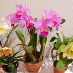 徳島市のあすたむらんどのこども科学館で蘭の展示会がありました。　・室咲の蘭の明るき展示会（和良）