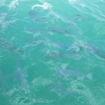 日蓮大聖人の生誕の地である小湊で鯛を見ました。　　　　　　　　　　　　　　　　　　　　　　　　　　　　　　　　　　・水澄めり群れ出る鯛のくっきりと(和良)