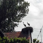 ルーマニアの田舎町で出合ったコウノトリです。彫刻かと思いました。 ・高き巣のコウノトリかな旅の空(和良)