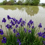 阿波市土成町の九番札所・法輪寺前の畔にあやめが咲いていました。　　　・水田の畔に群れ咲くあやめかな（和良）