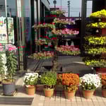 鴨島大菊人形展と菊花展では吉野川市役所の前まで菊が並びました。　　・市役所の前で今年も菊花展(和良)