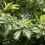 眉山山頂を吟行するとたわわに実をつけた枇杷に出合いました。　　・たわわなる枇杷の実眉山山頂に(和良)　