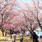 蜂須賀桜のお花見会場には今年から投句箱が設えられていました。　　　・お花見の一句を投句箱に入れ(和良)