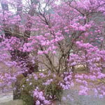 あきる野市では大木の躑躅が紫色の花を付けていました。　　　　　　　　　　・山門に躑躅の大樹ある古刹(和良)