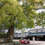 金比羅の酒の老舗の大樟です。休憩所に緋毛氈が敷かれていました。  ・天狗来してふ老樟の若葉かな(和良)