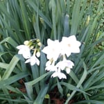 せせらぎの岸辺に咲いた水仙は剣のように突っ立っていました。　　・水仙の剣のごとくに咲きゐたり(和良)