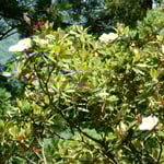 文化の森の裏山には大きな泰山木が大きな花をつけていました。　・花も葉も光り泰山木の立つ（和良）