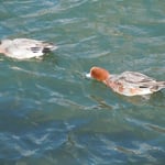 吉野川市鴨島町の江川で見た鴨です。上手な泳ぎっぷりに感心しました。 　・鴨泳ぐ前のめりして水を蹴り(和良)