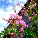 我が家の百日紅も花がこぼれてもこぼれても咲き続けています。　　・こぼれてもこぼれても咲き百日紅(和良)