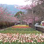 デ・レイケ公園公園ではチューリップとともに桜も鑑賞できました。　・チューリップ眺め桜も仰ぎ見て(和良)