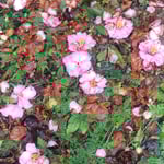 落下した姫椿は幾重にも重なって径を埋め尽くしていました。　・俯けるのも少なかり落椿(和良)