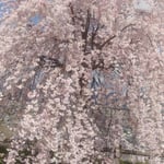 吉野川市にある向麻山公園の桜は登るほど咲き満ちていました。　・登るほど咲き満ちてをり花の山(和良)