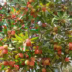 日当たりの側の楊梅は実をぎっしりとつけていました。　　　　　　　　　・日当たりの側の楊梅鈴生りに（和良）