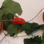 藍住町で第18回夢道忌俳句大会が開かれました。席題は烏瓜でした。　・烏瓜真っ赤や夢道忌の句会(和良)