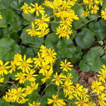 徳島城公園のいたるところに咲く石蕗の花は日蔭ほど鮮やかでした。・日の陰にありて鮮やか石蕗の花(和良)