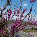 神宮寺の花蘇枋は青空を背に美しく輝いて見えました。　　・青空に色美しき花蘇枋（和良）