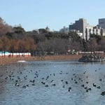 東京・上野の不忍池で見た浮寝鳥です。すごい数でした。 ・不忍の池乗つ取りて鴨の陣 （和良）