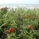 千里浜の渚を走りました。浜茄子が真っ赤な実をつけていました。 ・浜茄子は実に千里浜の海荒れて （和良）