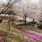 徳島市のとくしま植物園の市民の森では桜と芝桜が競演していました。　　・春の来て色美しき公園に（和良）