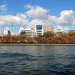 川から見る大阪の街は両岸に紅葉した桜並木があり風情がありました。　　・両岸に桜紅葉の川巡る（和良）