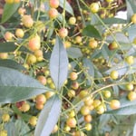 小学生の時、地蔵院の秋を描いて特選になったことがありました。　・絵に描きて特選の寺実南天(和良)