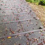 楊梅の実は落ちたばかりの美味しそうなものもたくさんありました。　・楊梅の美味さうな実の落ち放題(和良)