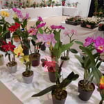 展示会場の一角には小さな鉢植蘭の即売会も開かれていました。　・室に咲くデンファレ蘭の可憐さよ（和良）