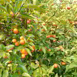 吉野川市の藤井寺の門前では完熟の酢橘の木が剪定されていました。　　　　　　　・剪定す鈴生りの実の重さかな（和良）