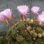 我が家の庭の仙人掌が次々に花を咲かせる朝となりました。　　　　・仙人掌のこんなにも咲く朝となり(和良)